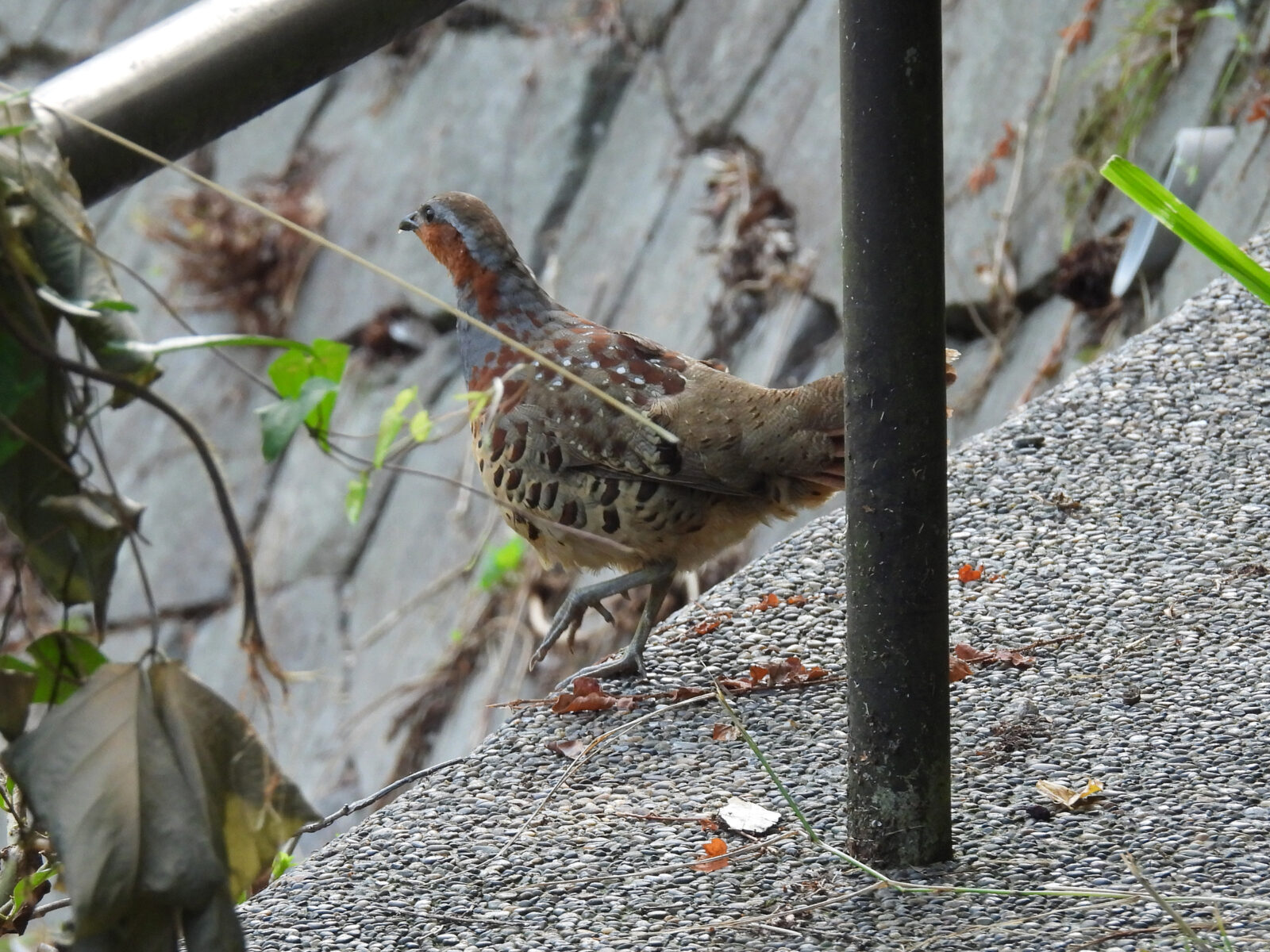 コジュケイ飛び立つ？