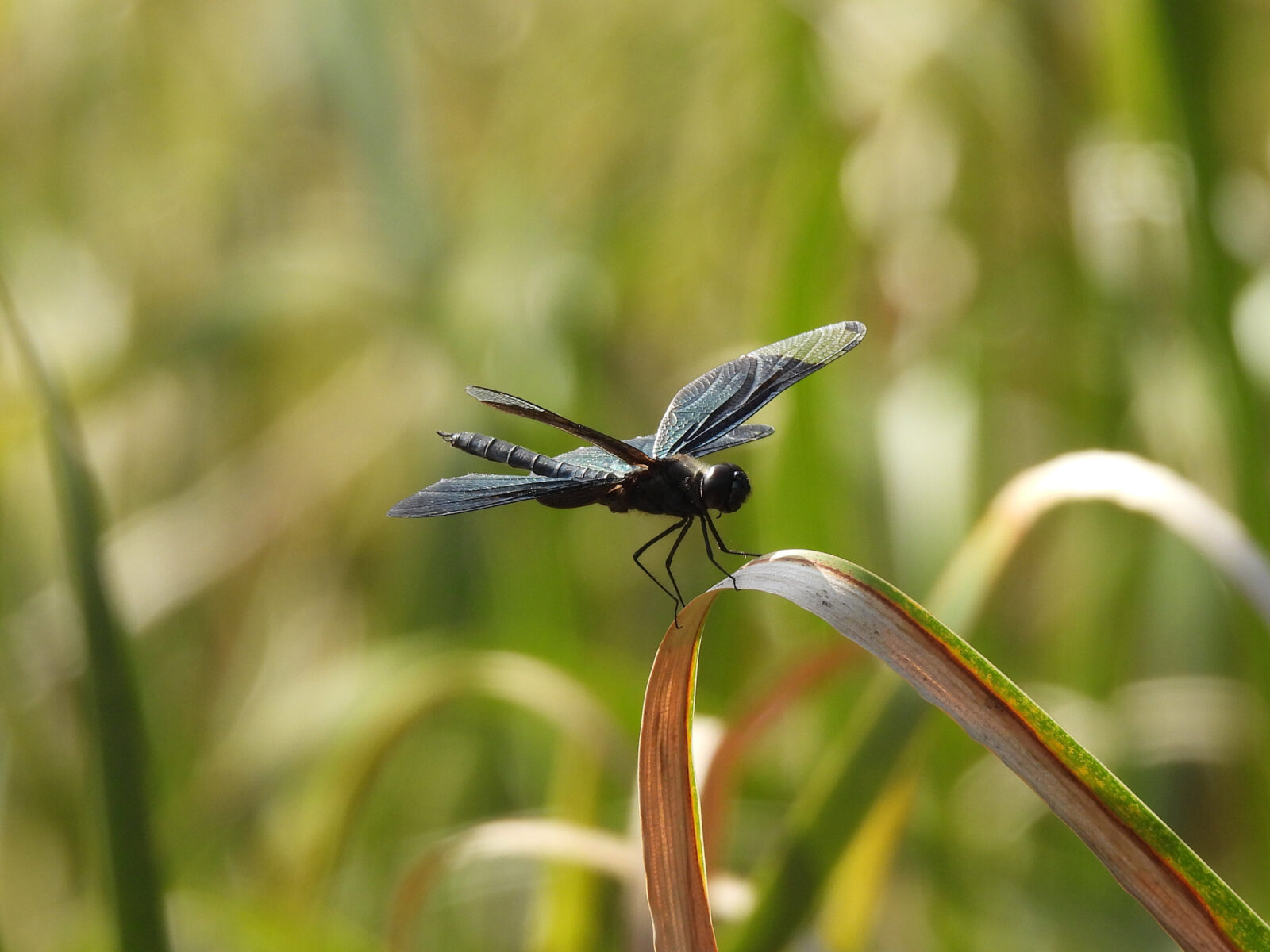 チョウトンボ