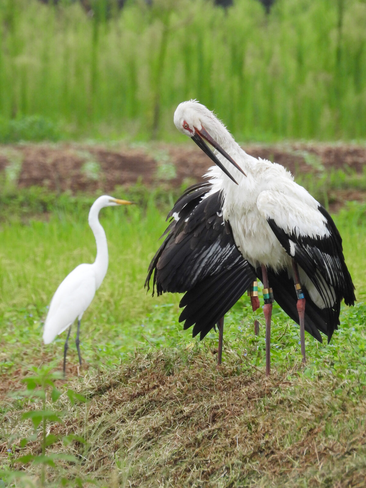コウノトリとダイサギ