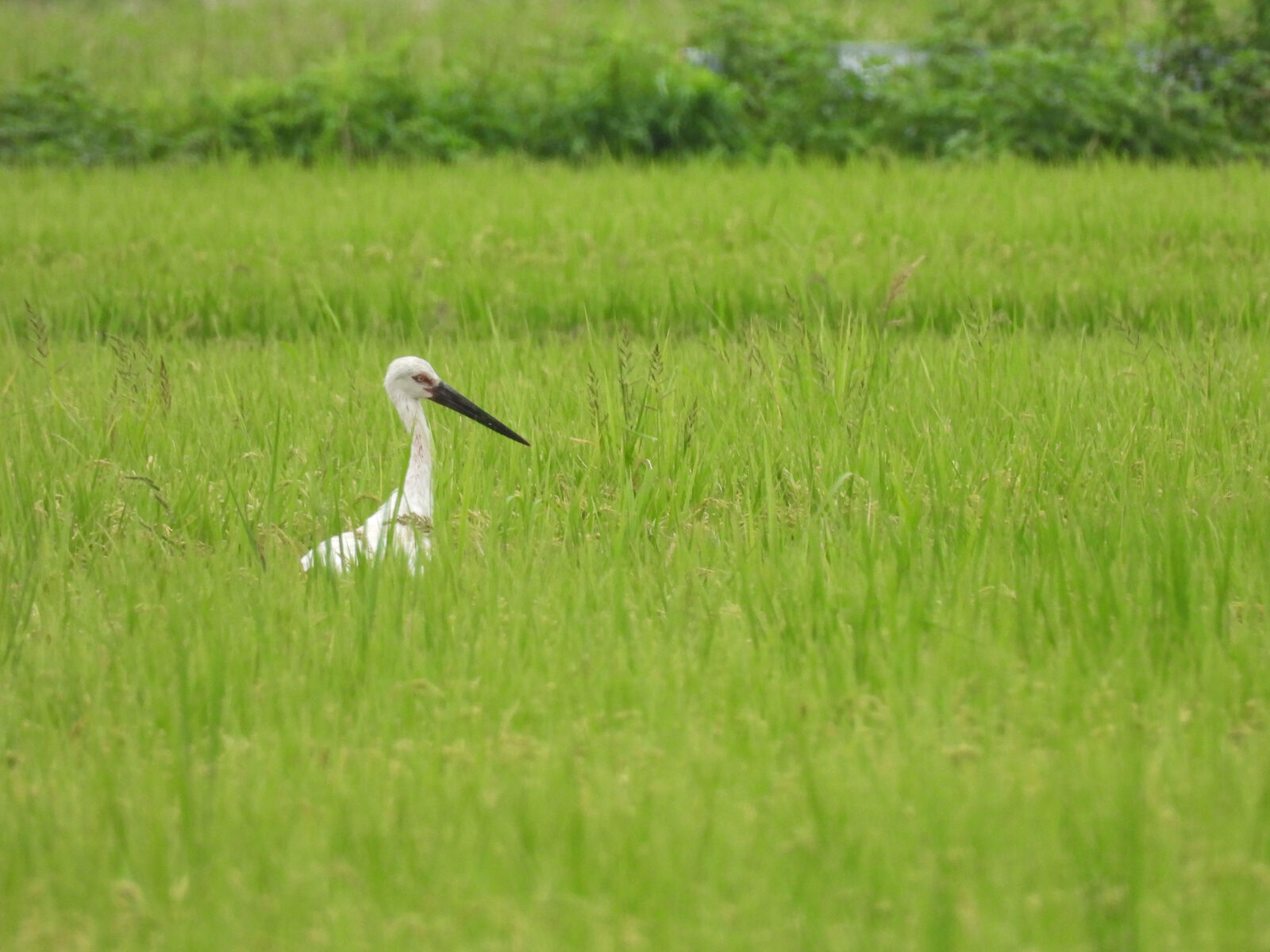 コウノトリ田んぼの中