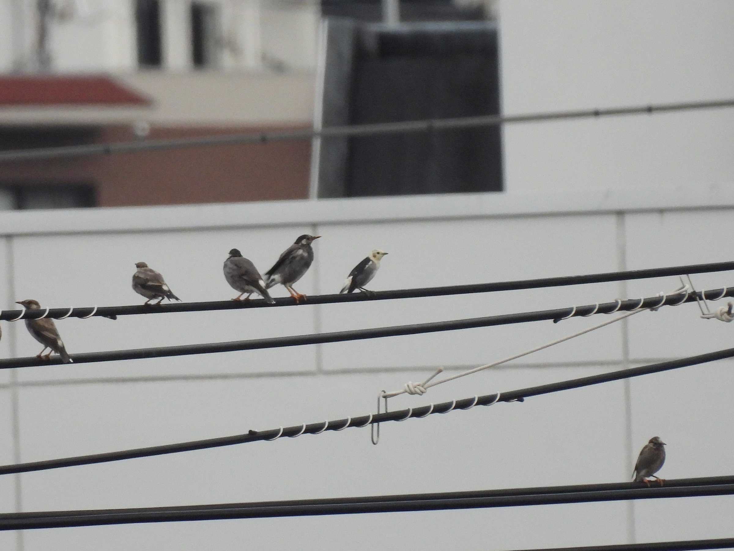 ムクドリの中にコムクドリ