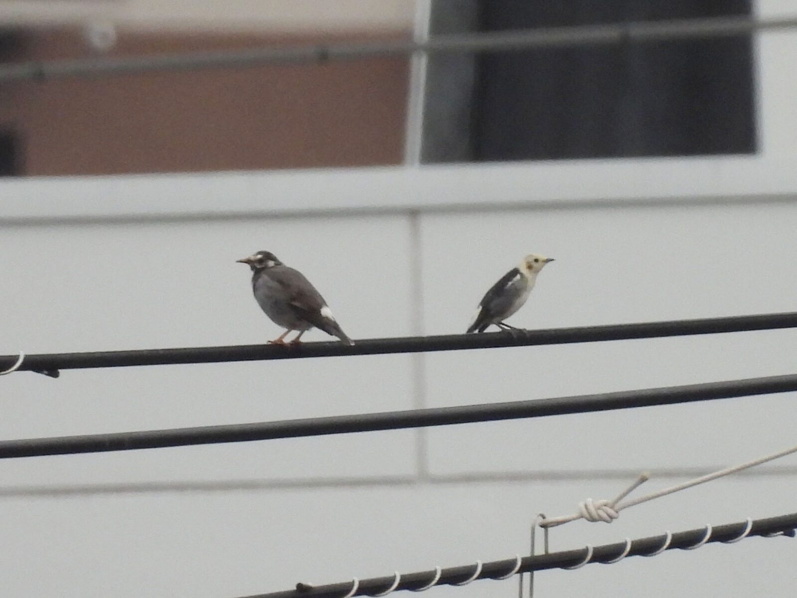ムクドリとコムクドリ