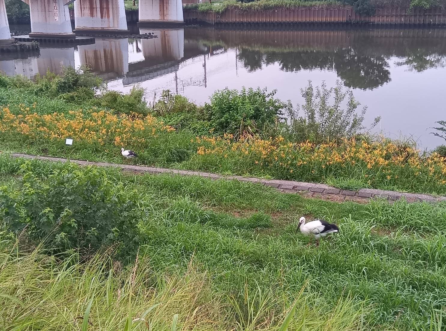鶴見川コウノトリ