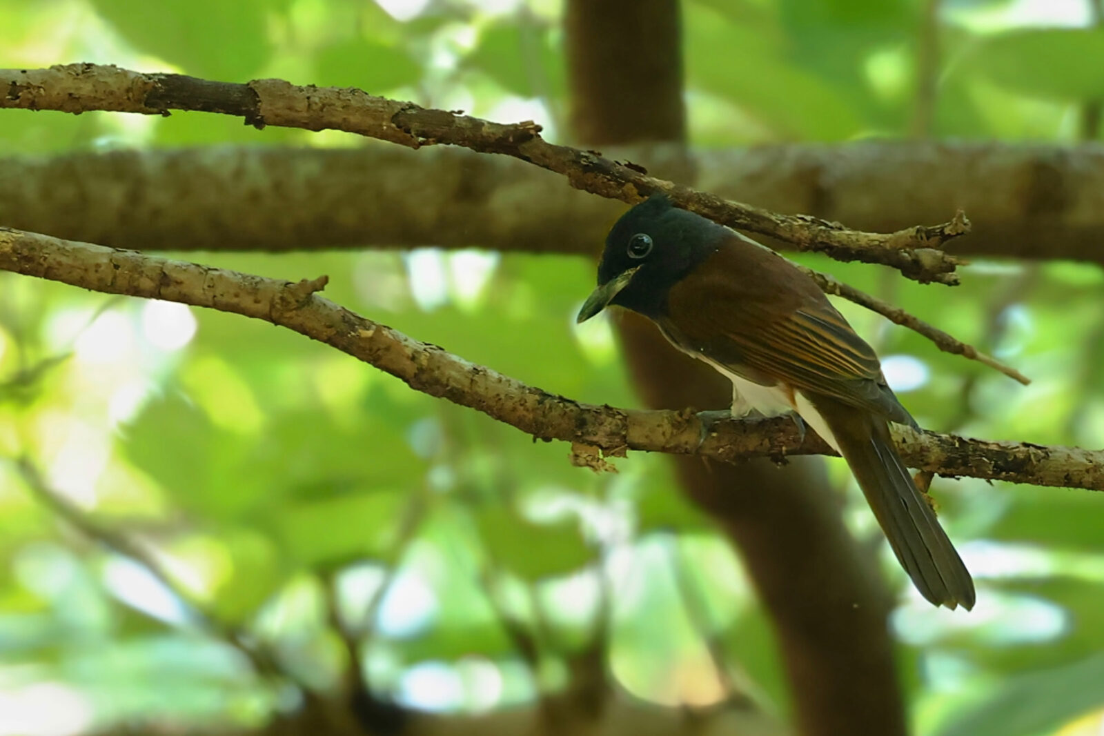 サンコウチョウ若鳥