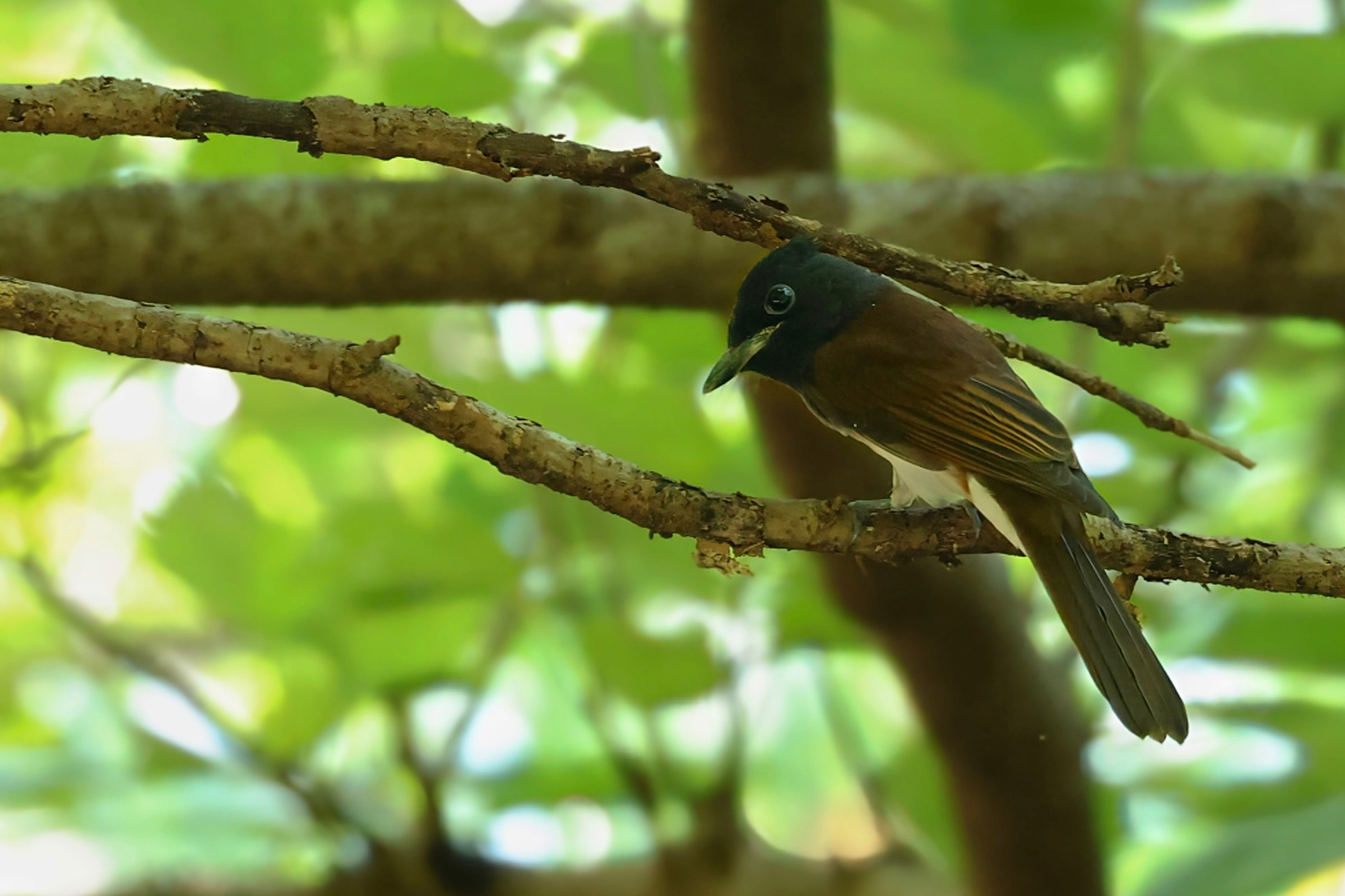 サンコウチョウ若鳥
