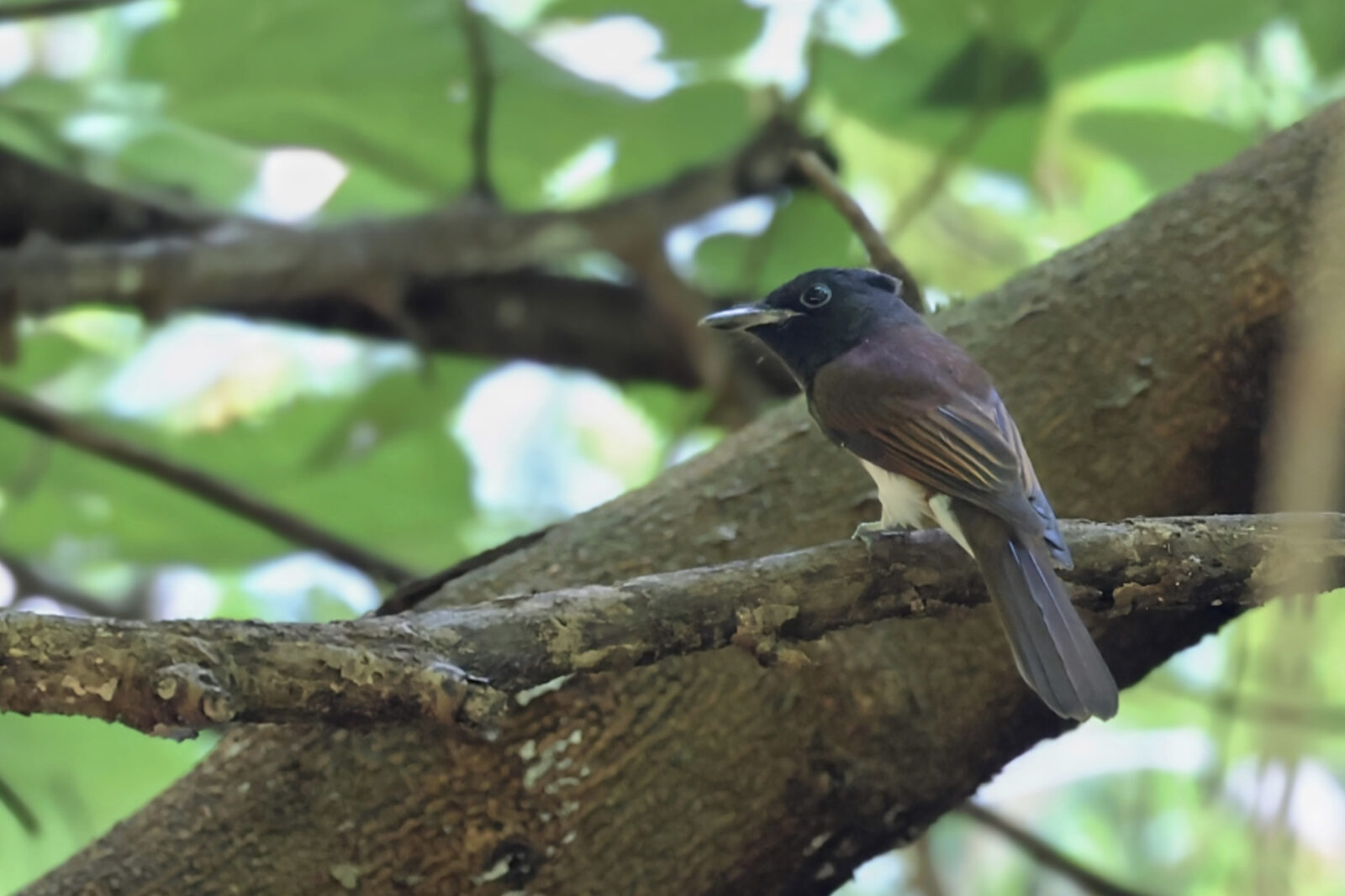 サンコウチョウ若鳥