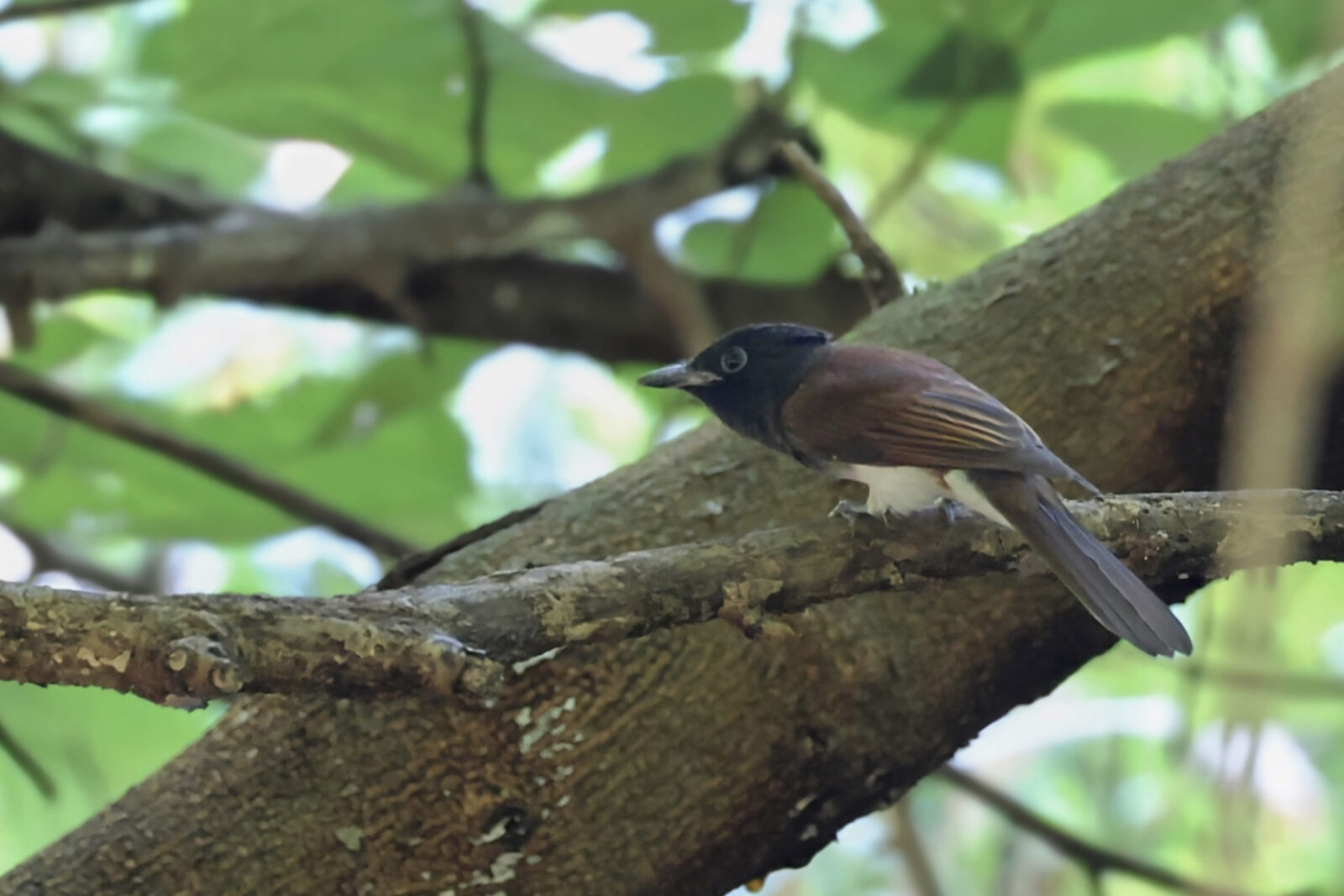 サンコウチョウ若鳥