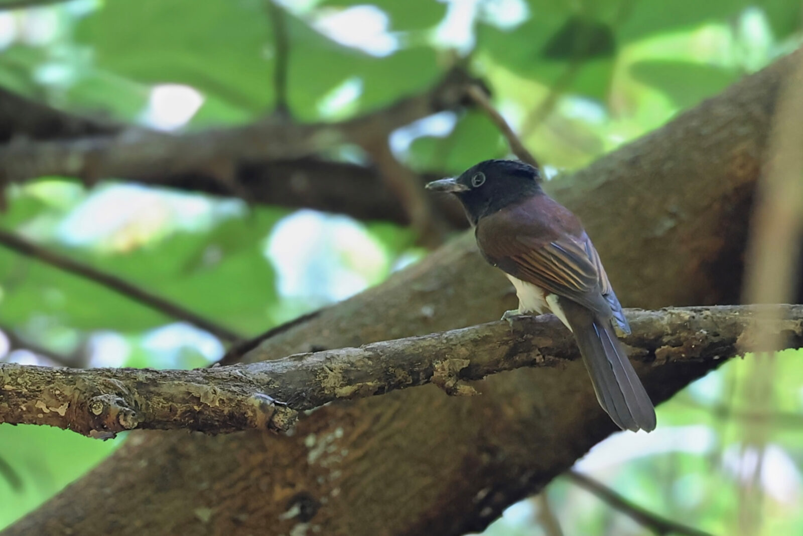 サンコウチョウ若鳥