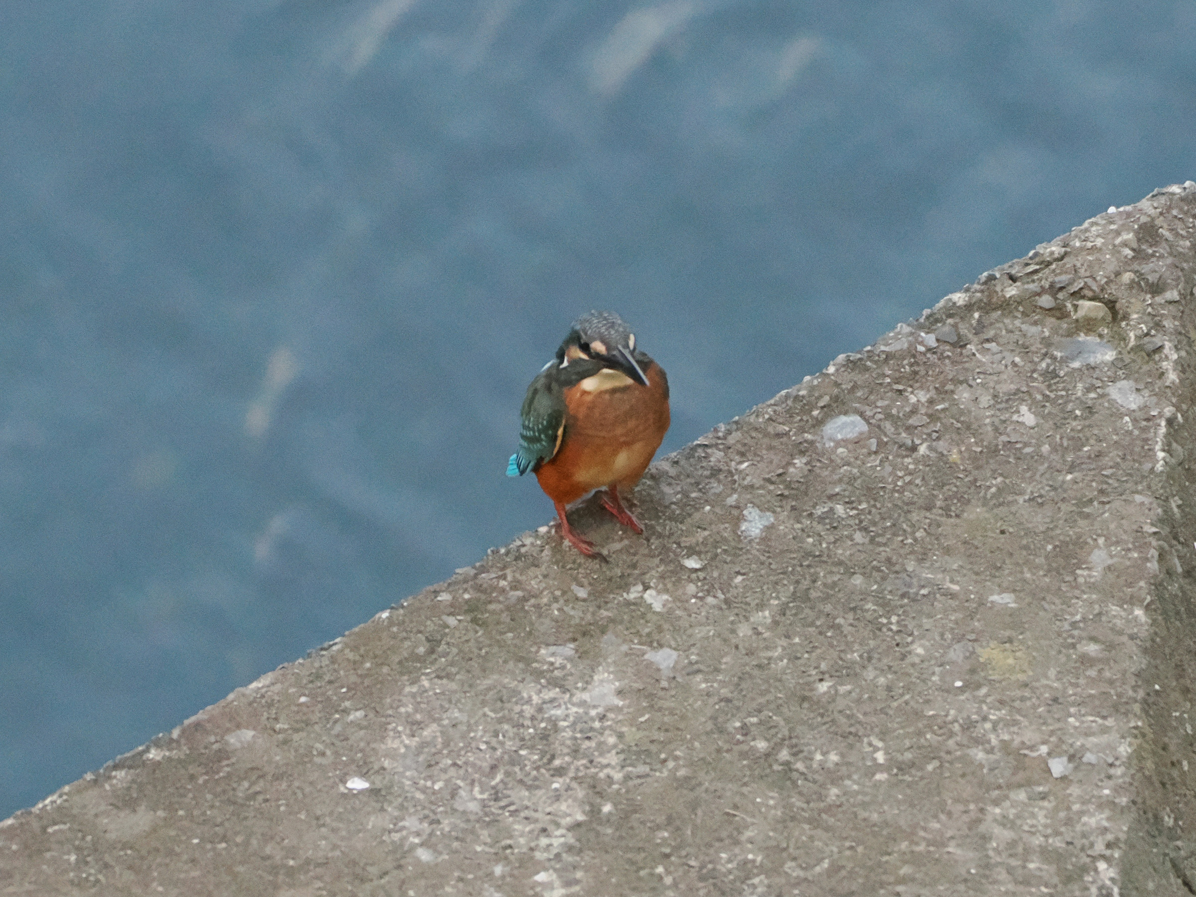 カワセミ幼鳥