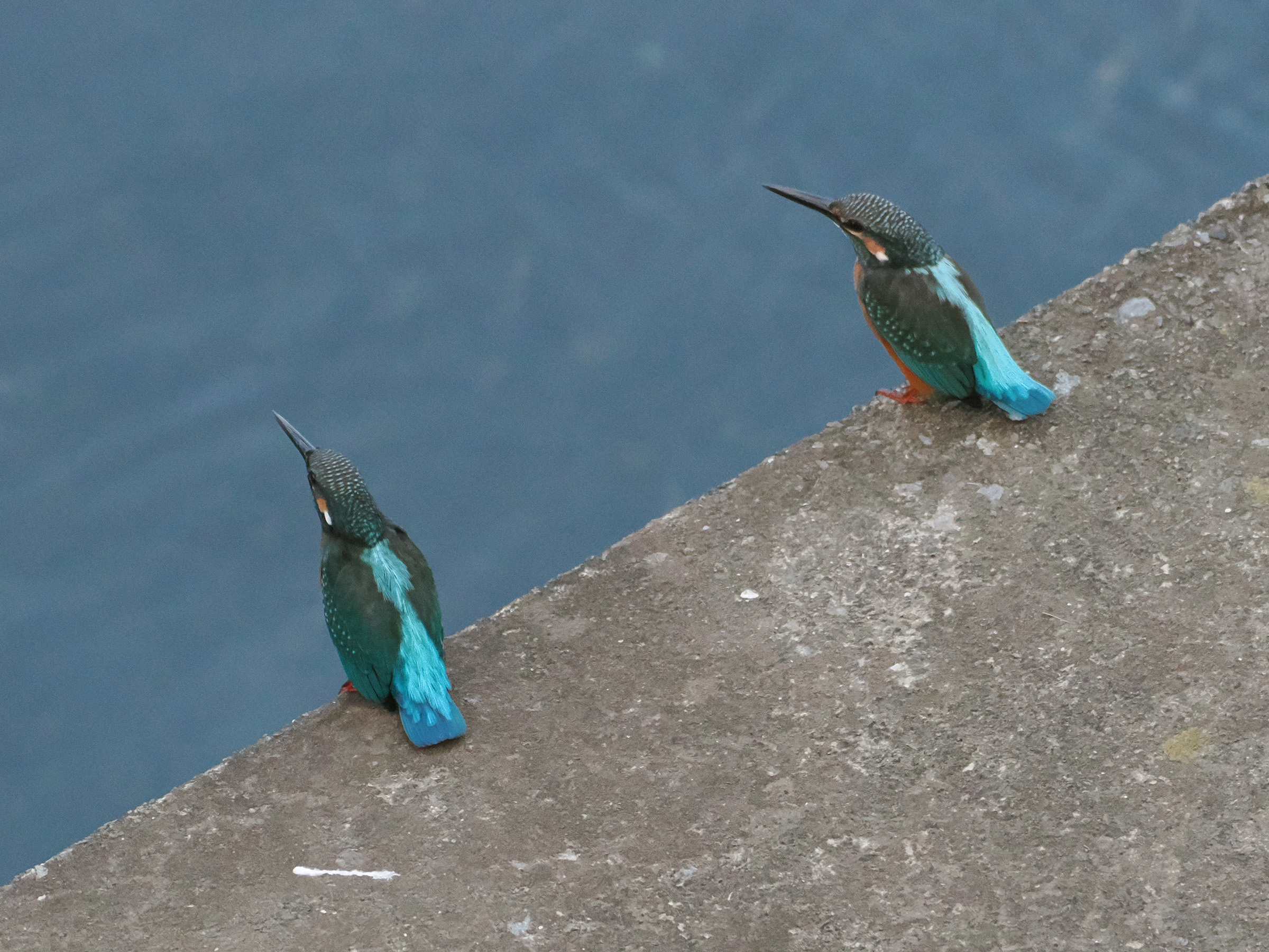カワセミ幼鳥2羽